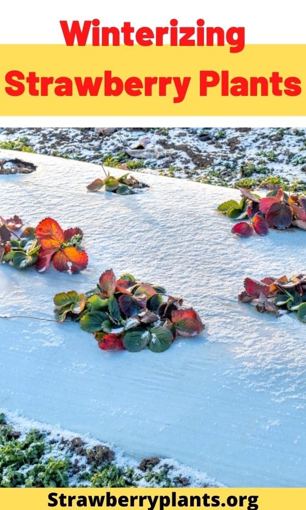 Winterizing Strawberry Plants Strawberry Plants