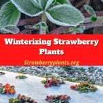 Winterizing Strawberry Plants