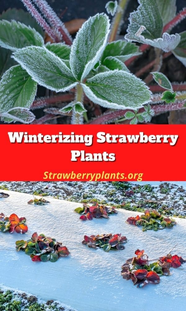 Winterizing Strawberry Plants – Strawberry Plants