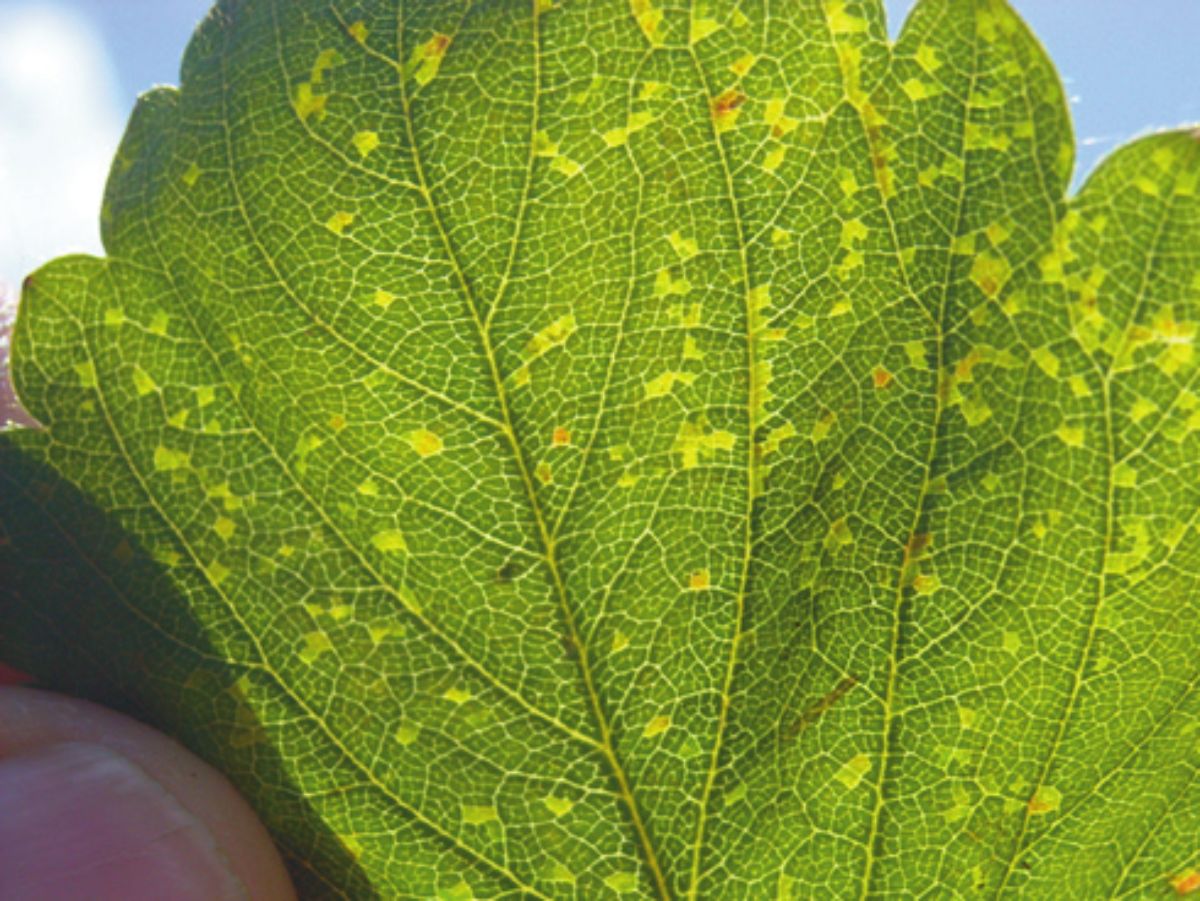 Hand holding strawberry leaf against sun with bacteria Xanthomonas fragariae.