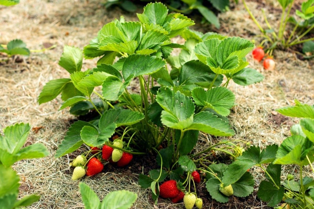 Strawberry plant with ripe and unripe fruits in straw mulch