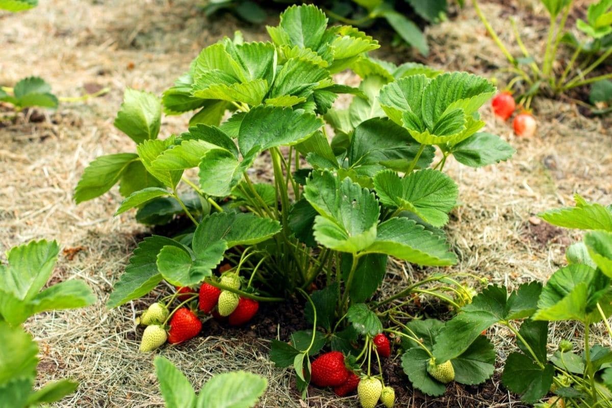 Yard and Garden: Properly Mulch Strawberries for Winter