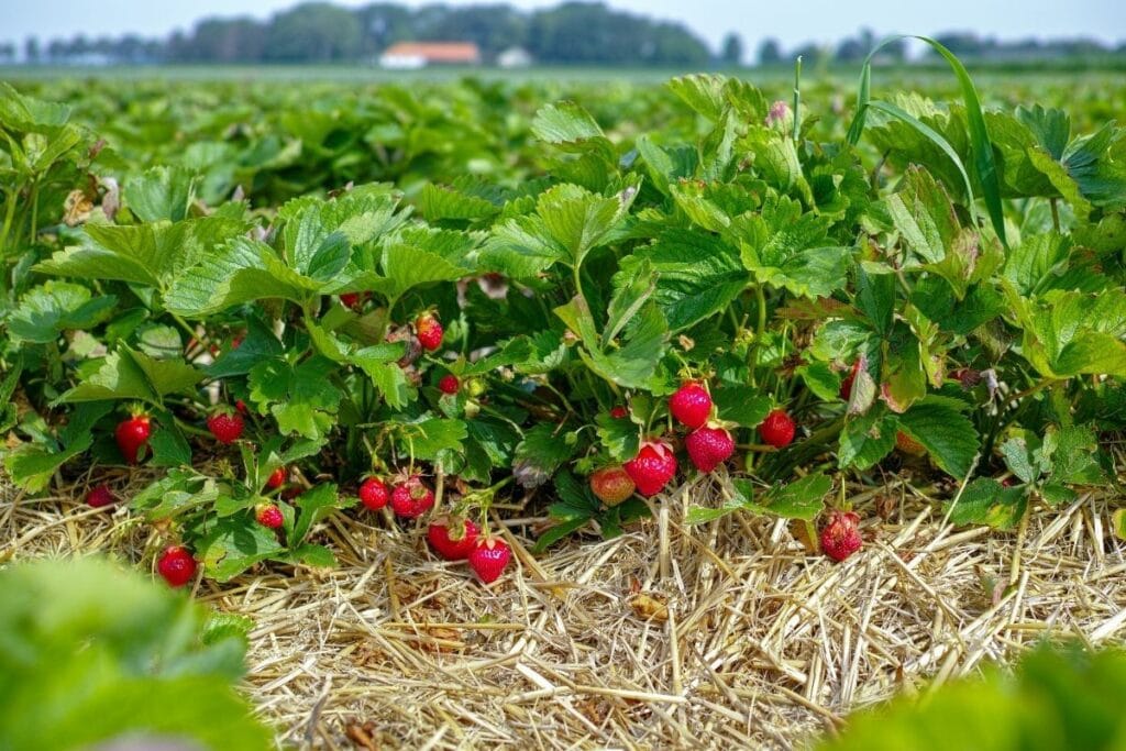 Zone 9 Strawberries Strawberry Plants