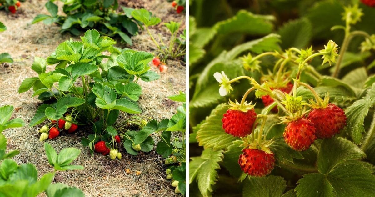 growing strawberries zone 9