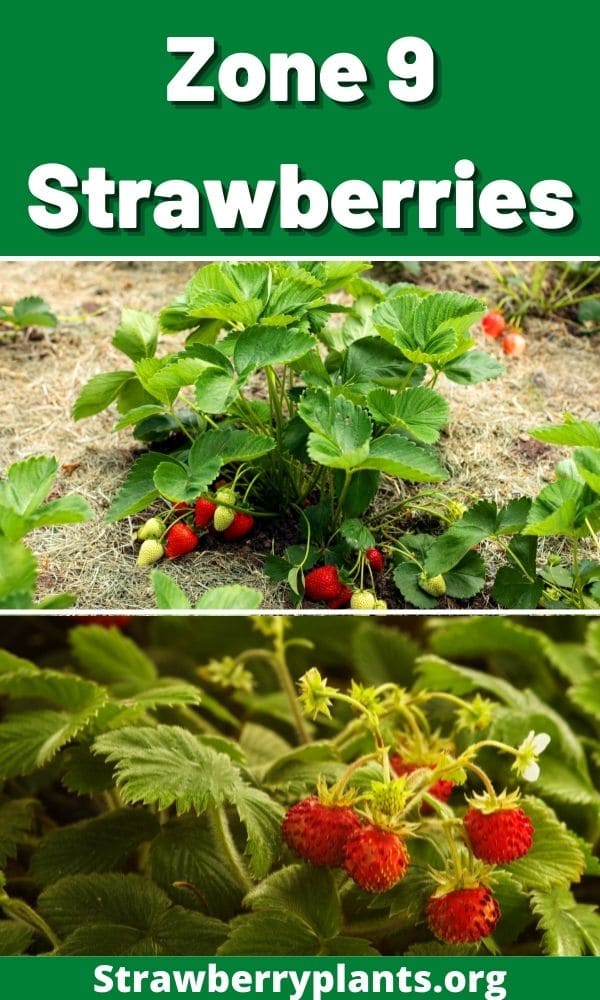 growing strawberries zone 9