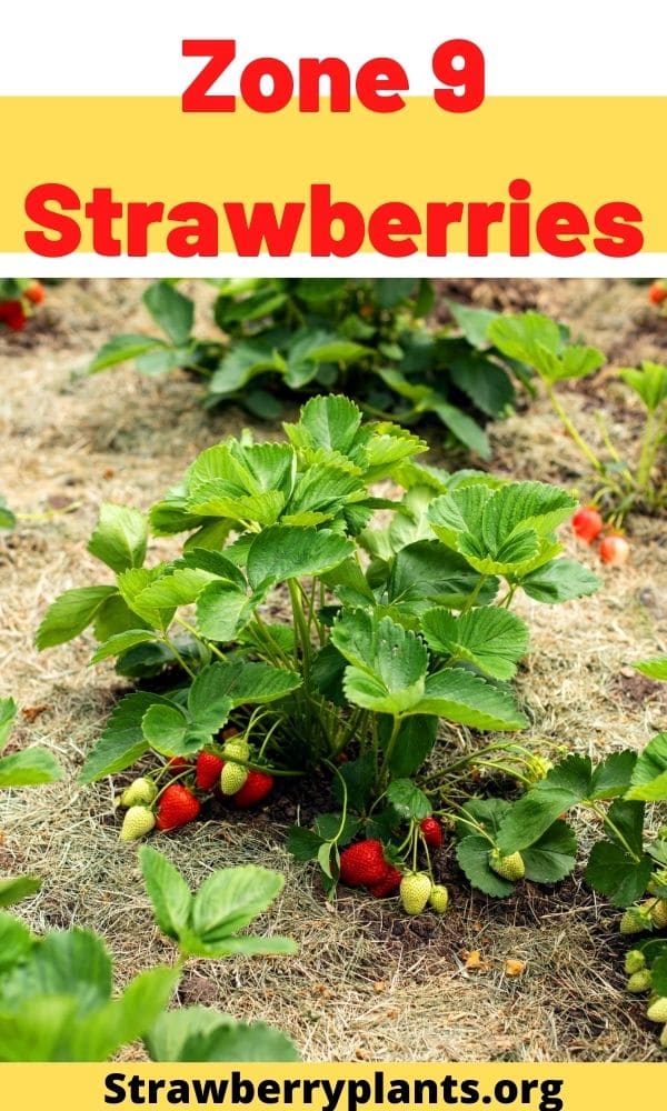 Zone 9 Strawberries Strawberry Plants
