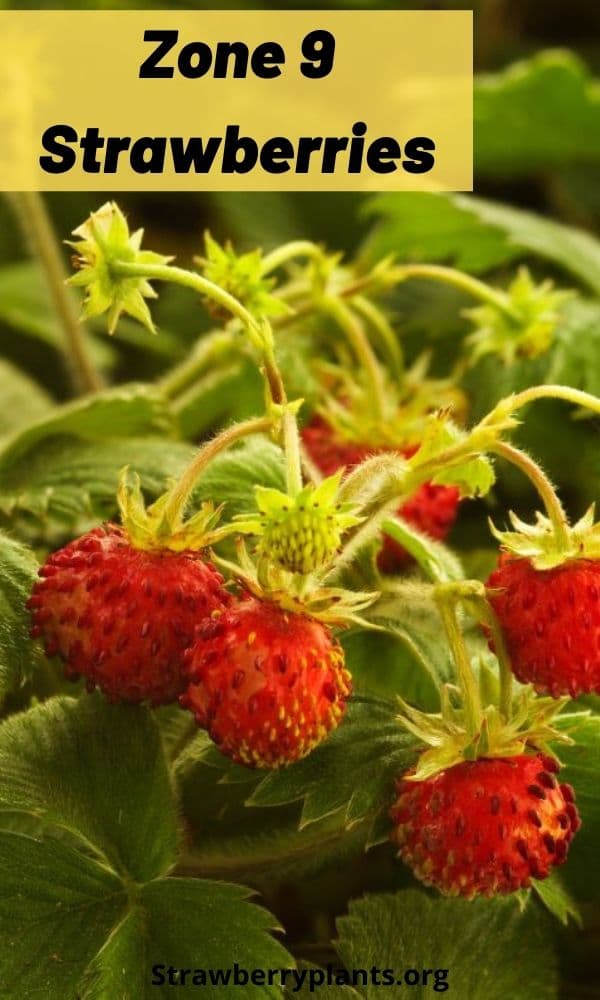 Zone 9 Strawberries Strawberry Plants