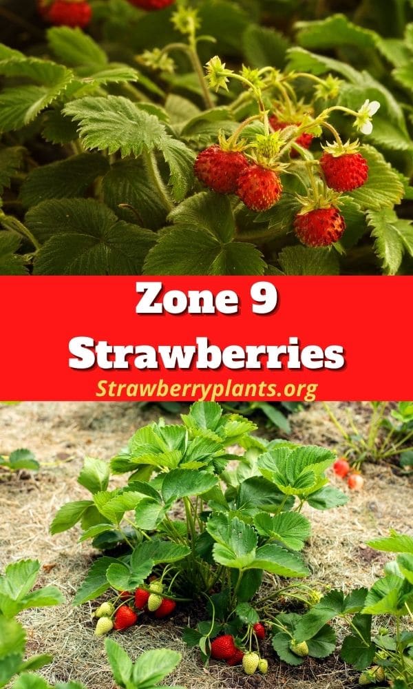 Zone 9 Strawberries Strawberry Plants