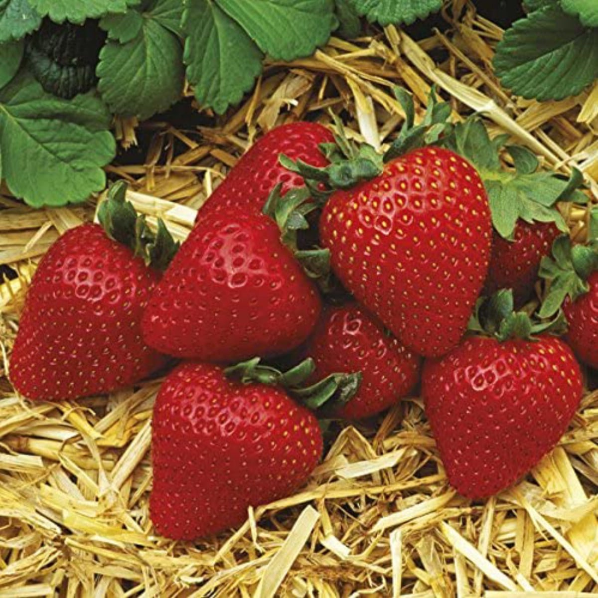 Harvested Albion strawberries in front of strawberry plants.
