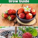 Albion Strawberry Variety Info And Grow Guide (Fragaria x ananassa) pinterest image.