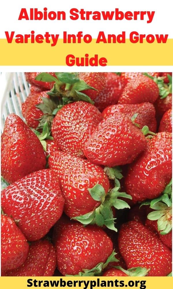 Albion Strawberry Variety Info And Grow Guide (Fragaria x ananassa