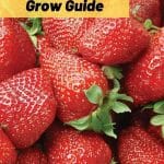 Albion Strawberry Variety Info And Grow Guide (Fragaria x ananassa) pinterest image.
