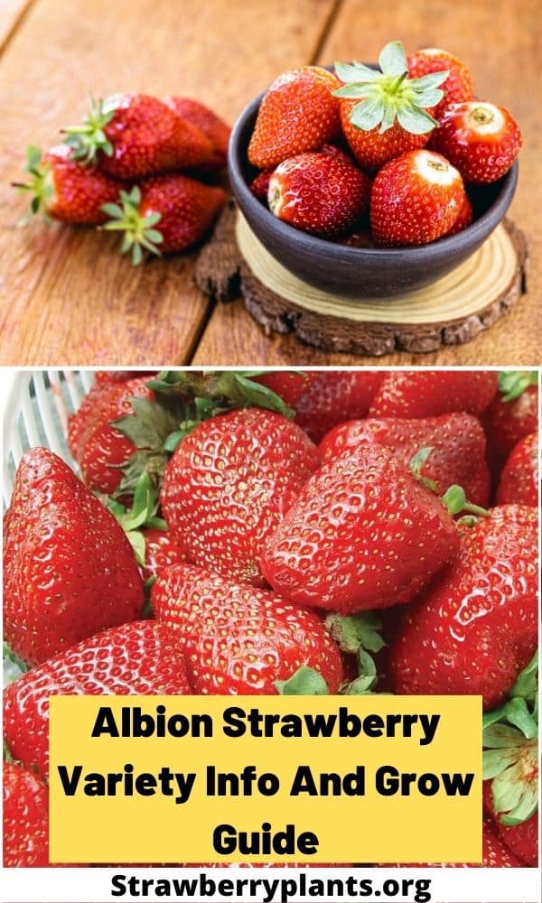 Albion Strawberry Variety Info And Grow Guide Fragaria X Ananassa