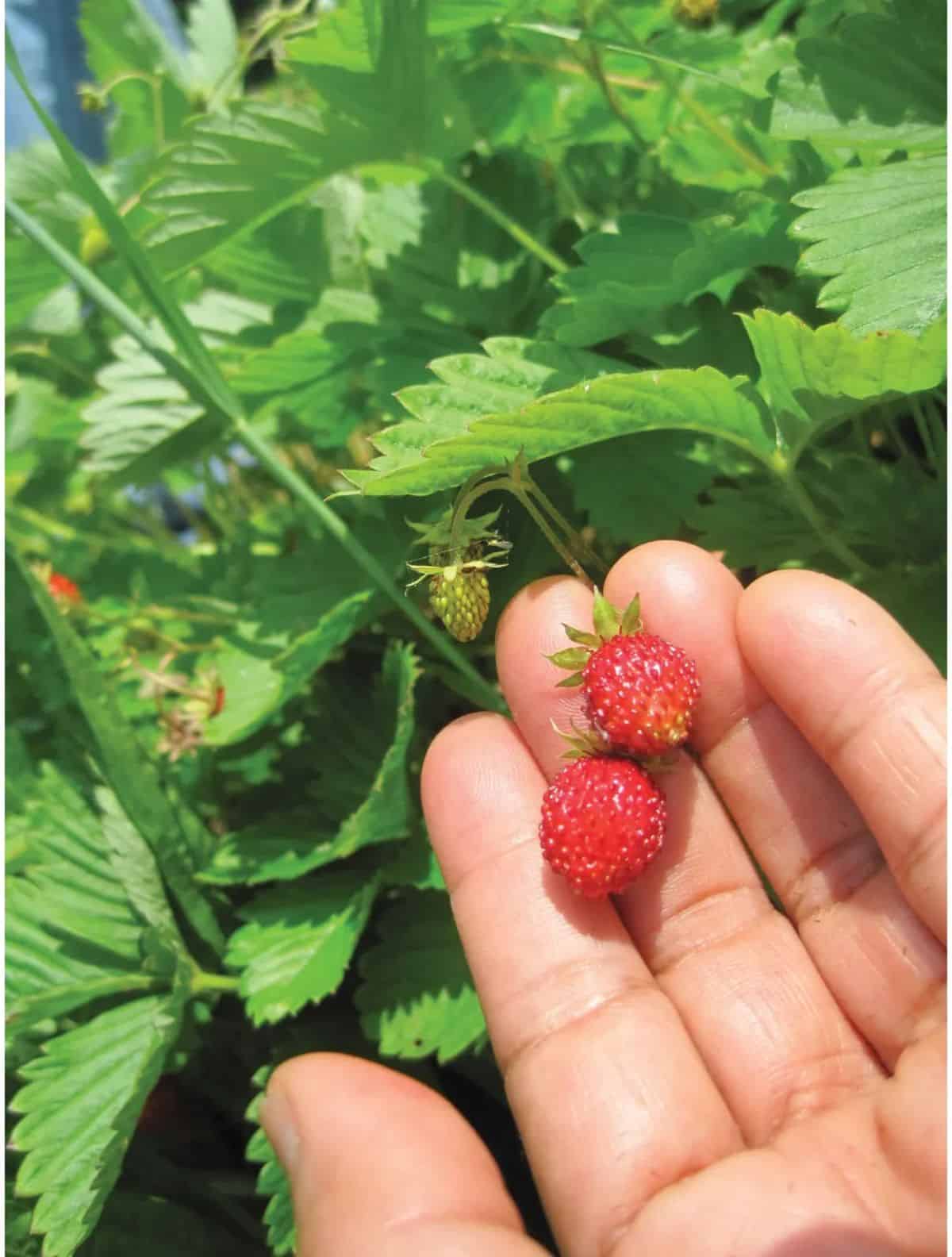 Hand holding two ripe alpine alexandria strawberries..