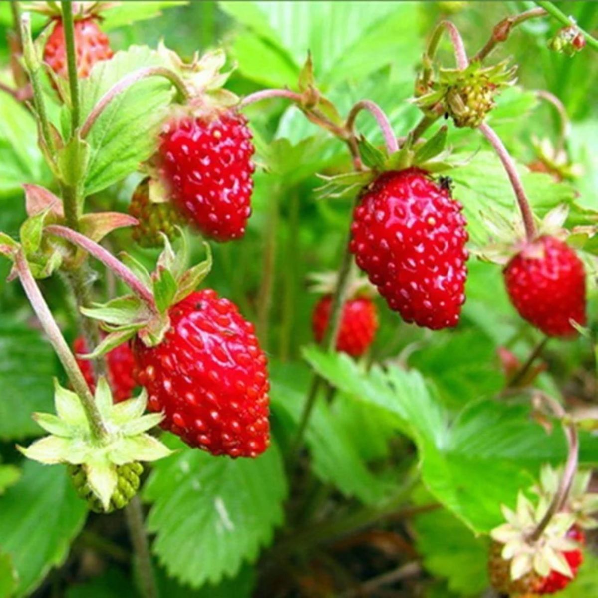 Alpine alexandria strawberry plant with ripe fruits.