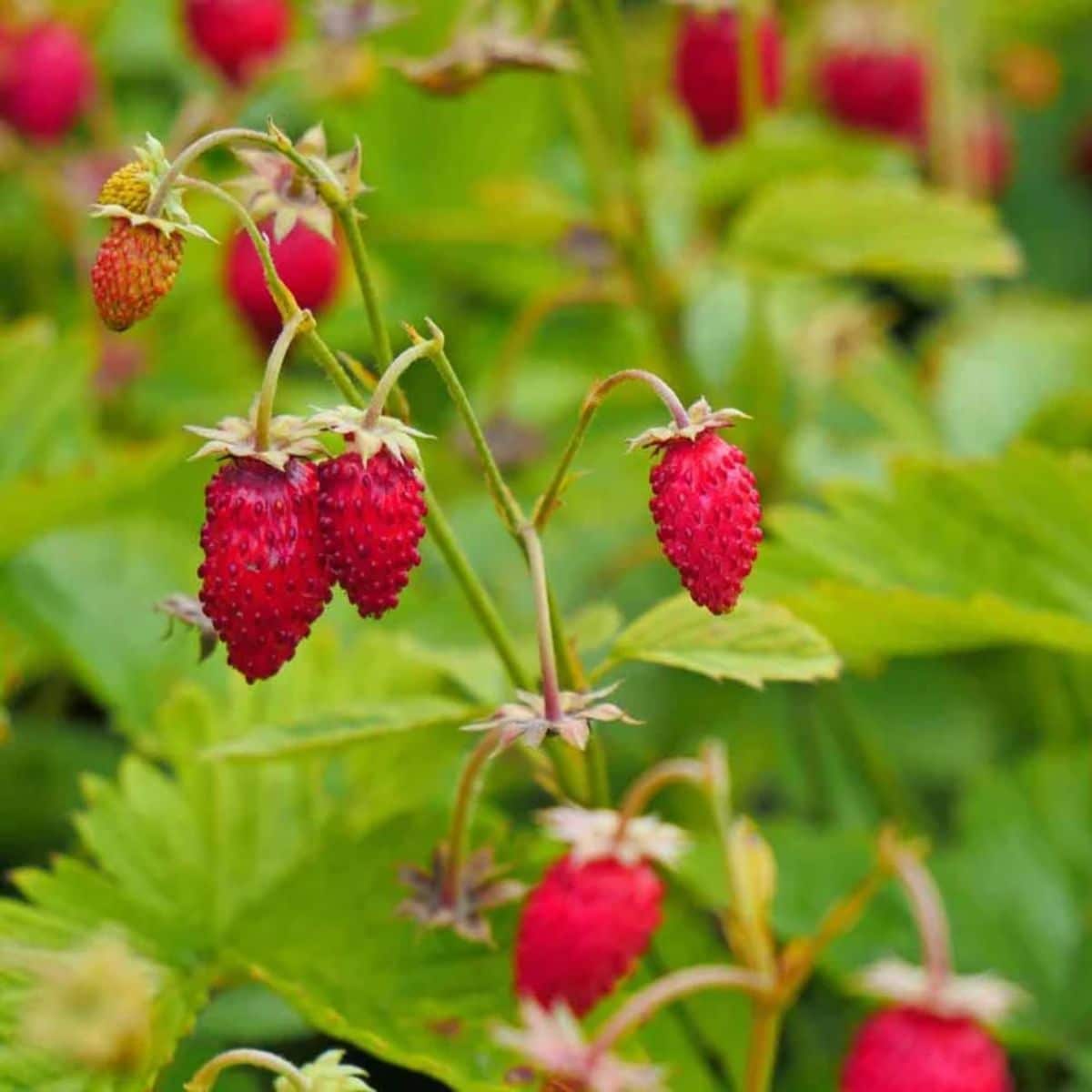 RIpe fruits of alpine alexandria strawberry on plant.