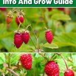 Alpine Alexandria Strawberry Variety Info And Grow Guide pinterest image.