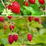 Alpine Alexandria Strawberry Variety Info And Grow Guide pinterest image.
