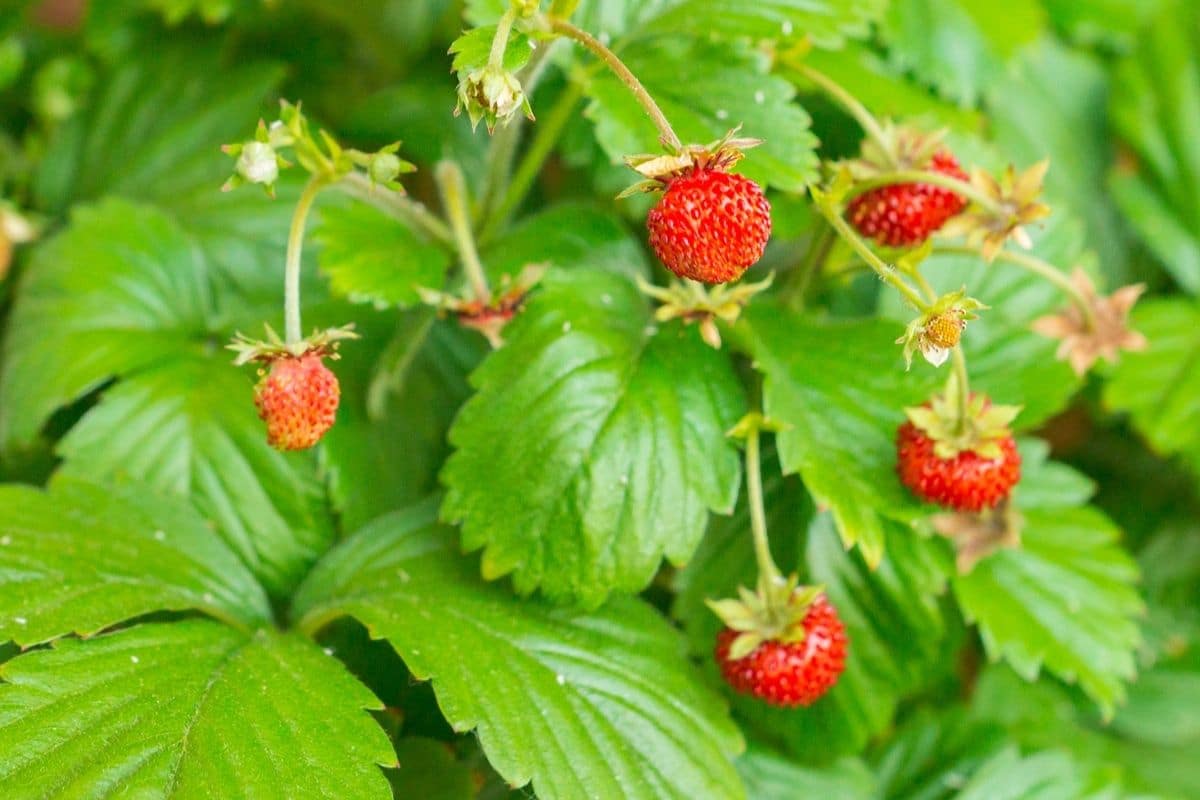 Alpine strawberries with ripe fruits