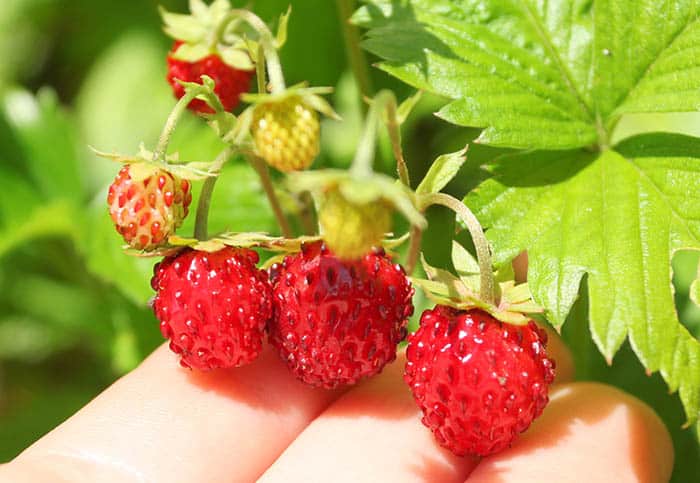 Alpine or wil strawberries close-up