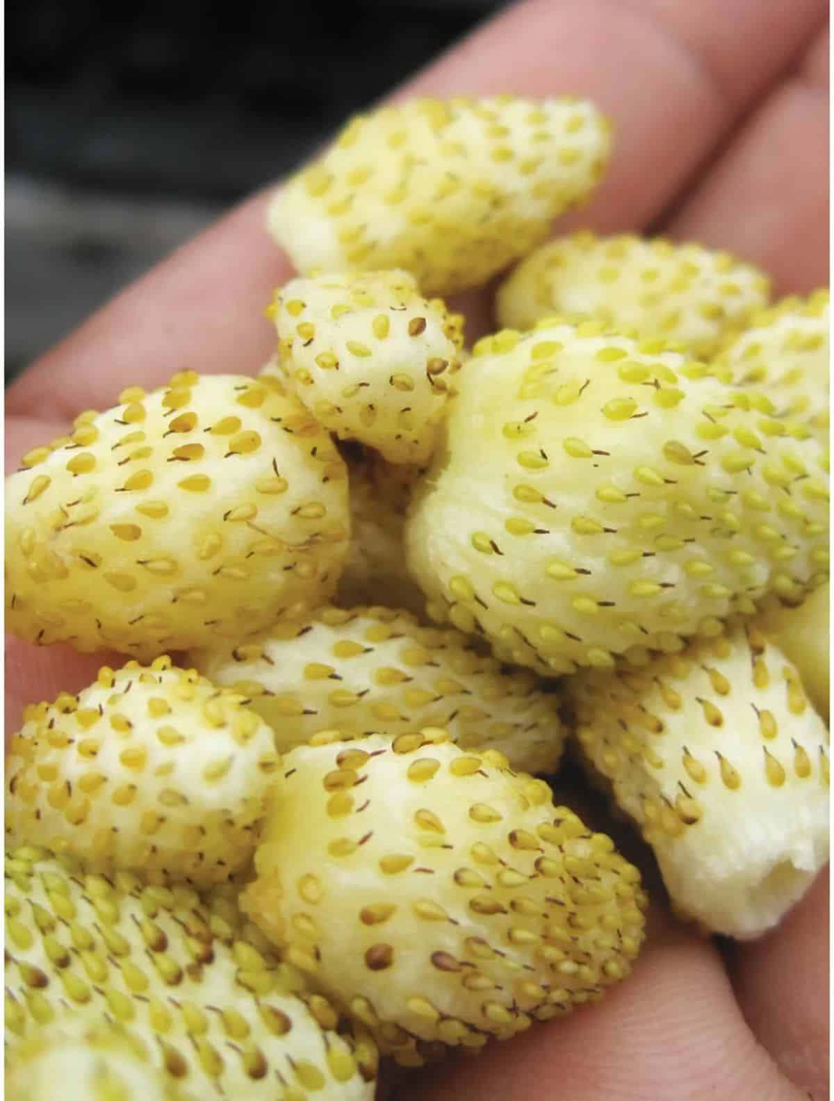 Ripe fruits of alpine yellow wonder strawberry variety on a hand.