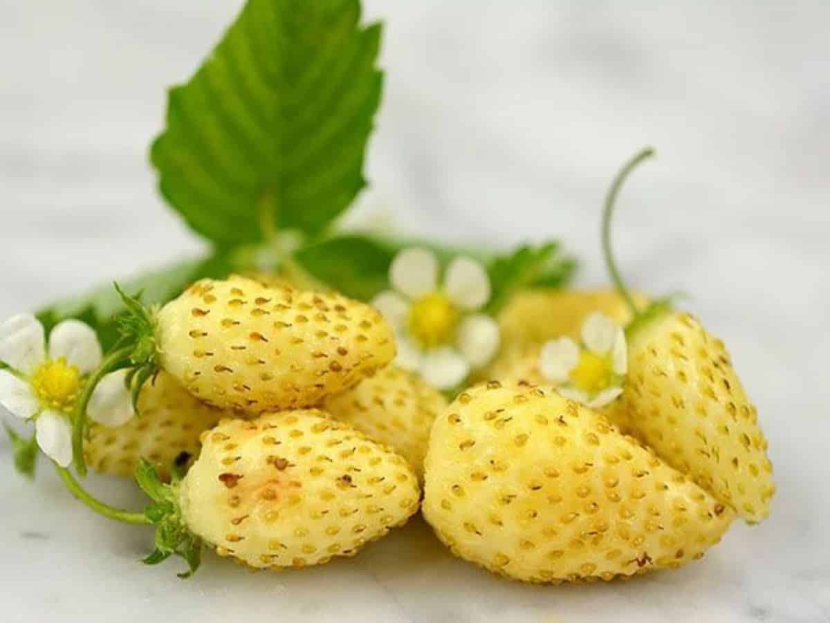 Ripe fruits of alpine yellow wonder strawberry variety.