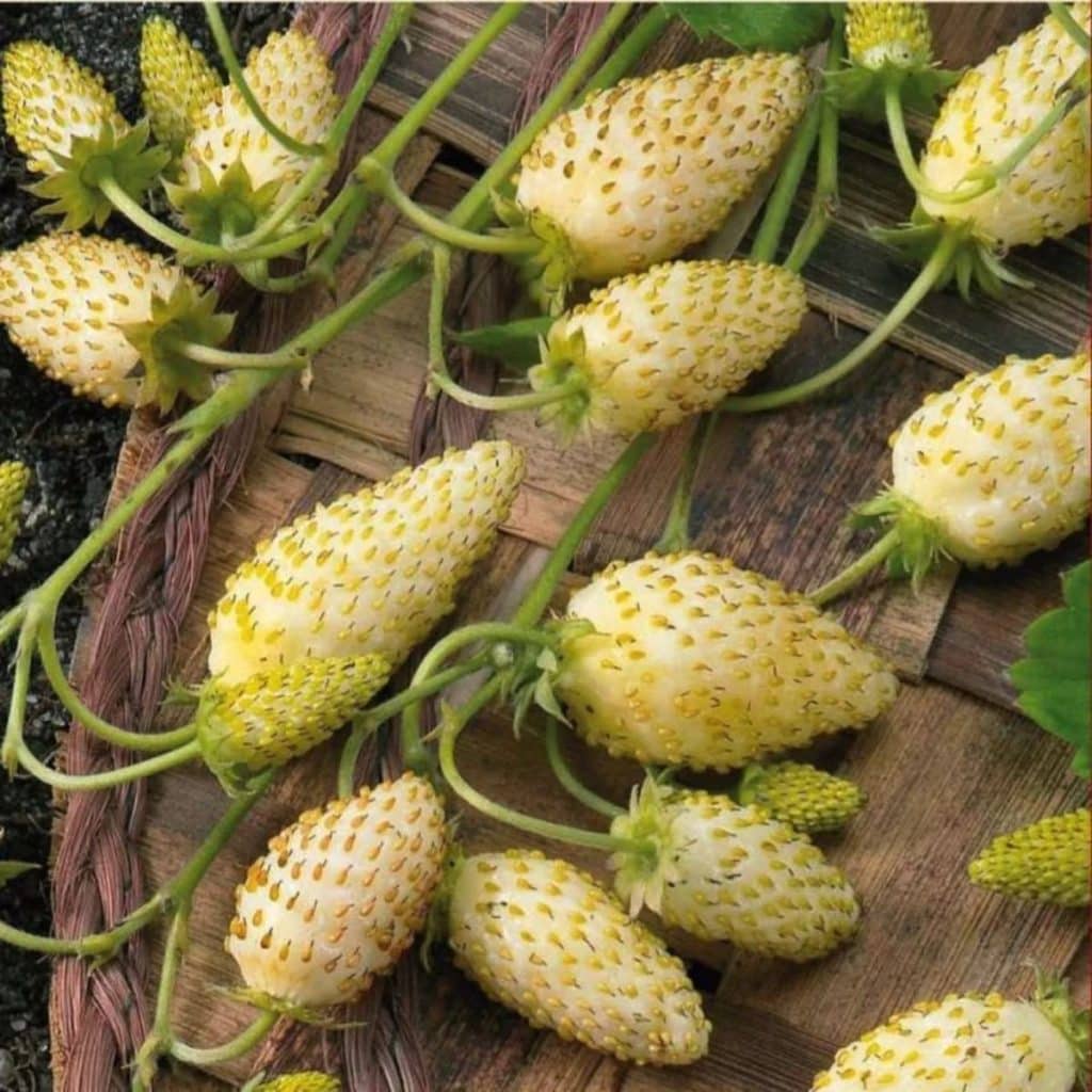 Alpine Yellow Wonder Strawberry Variety Info And Grow Guide