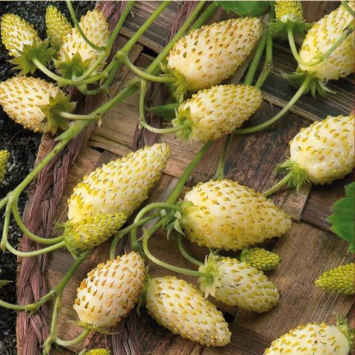 Ripe fruits of alpine yellow wonder strawberry variety.