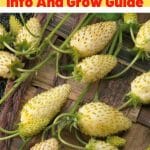 Alpine Yellow Wonder Strawberry Variety Info And Grow Guide pinterest image.