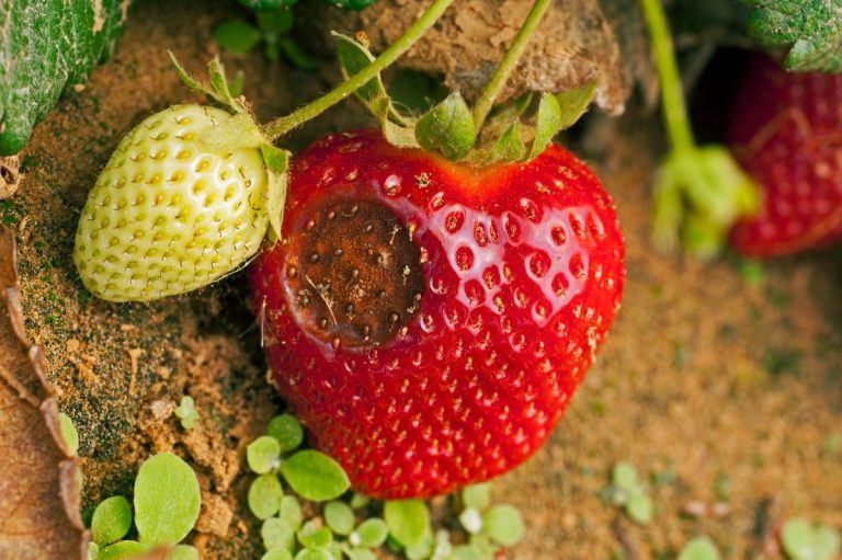 Brown Spots on Strawberries Cause, Prevention and Treatment