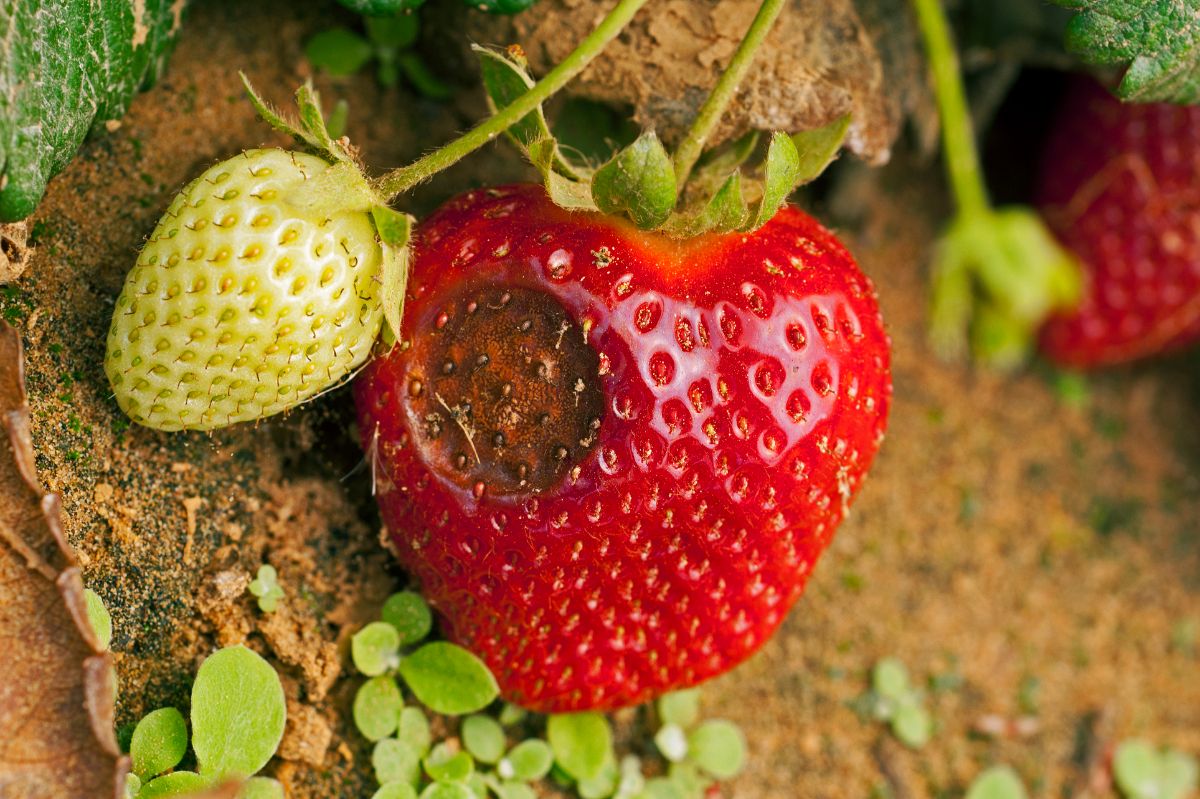 Anthracnose disease on a ripe strawberry fruit.