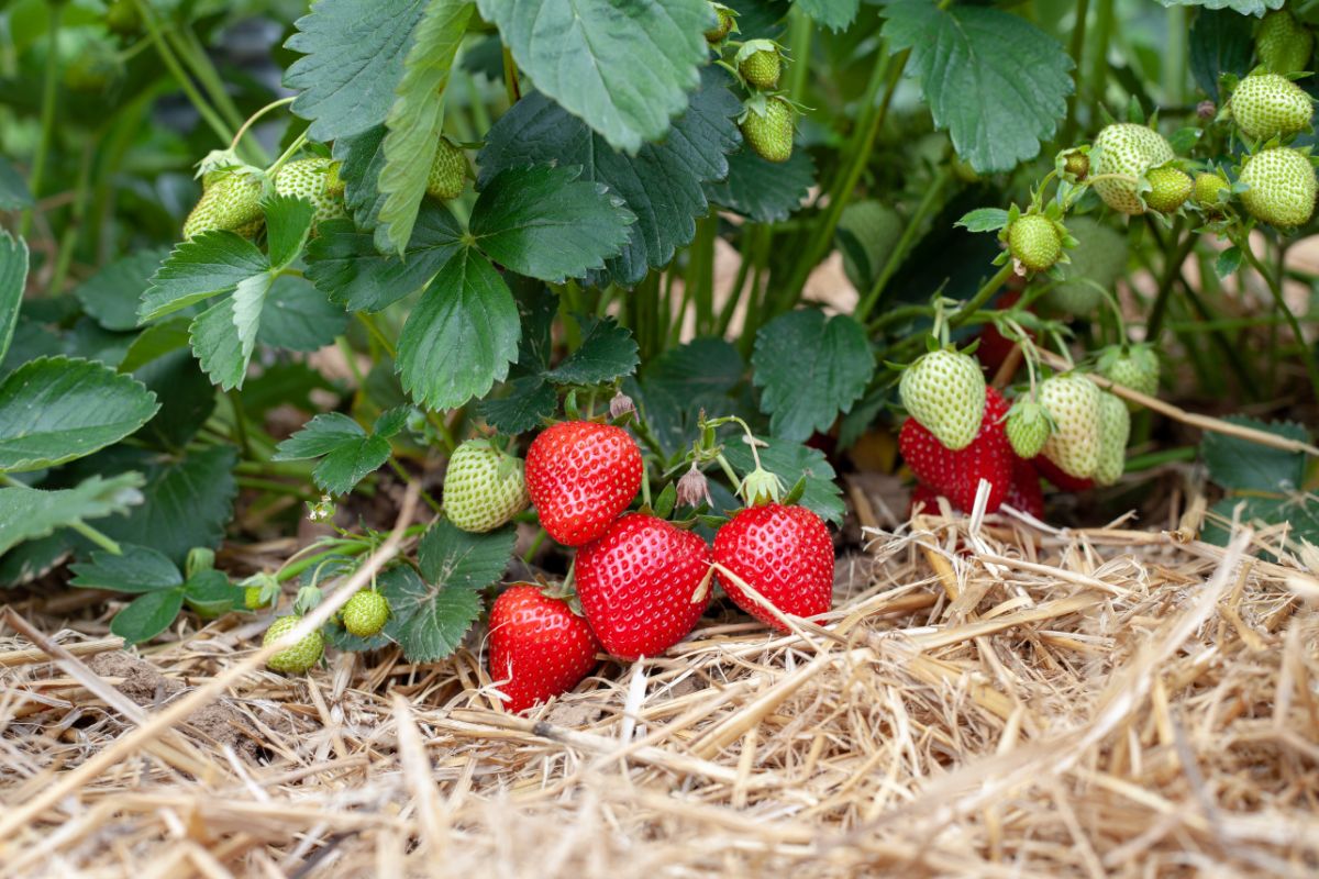 Strawberry plants with ripe and unripe fruits in straw mulch
