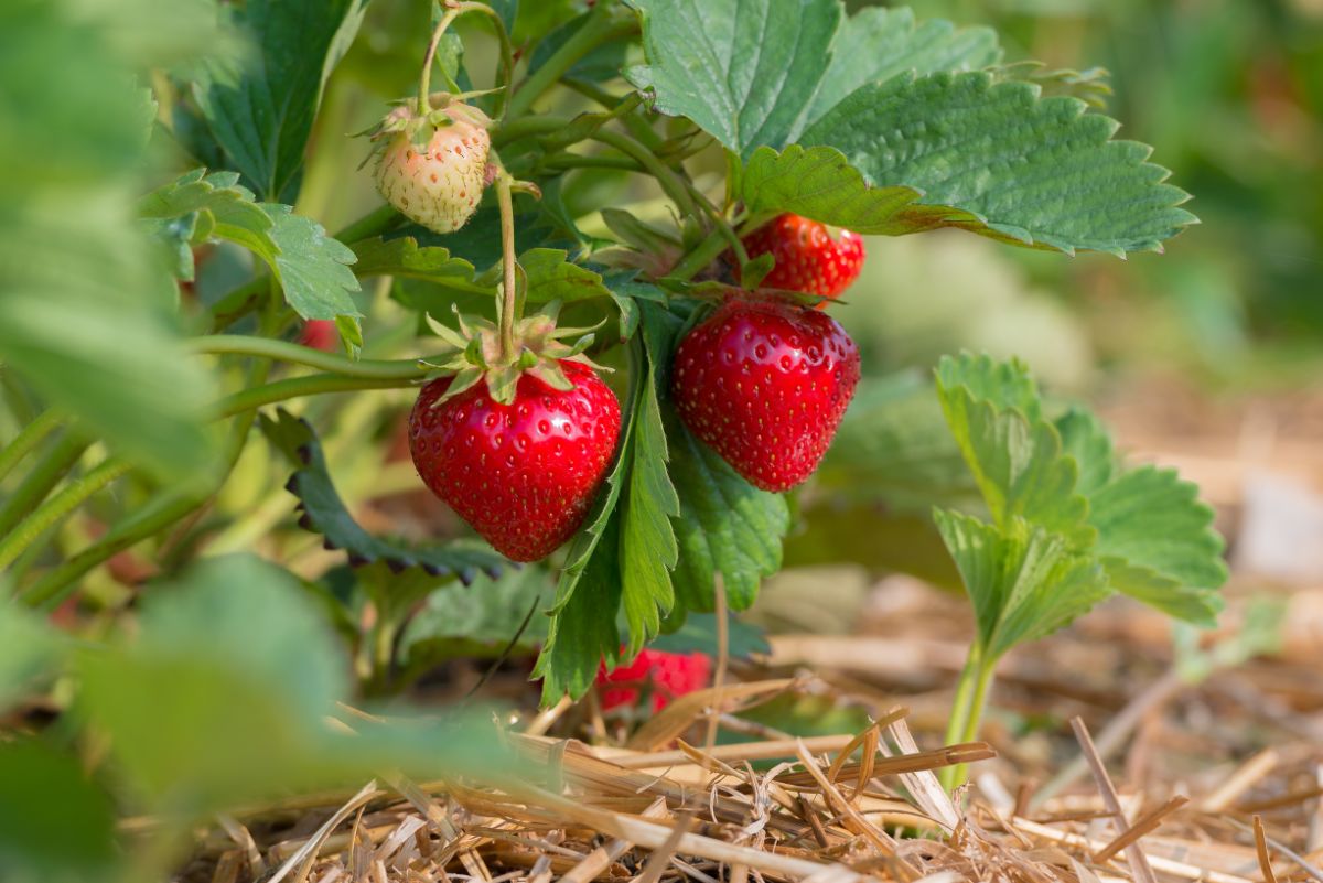 Close shot of ripe sweet strawberries hanging on plant in mulch