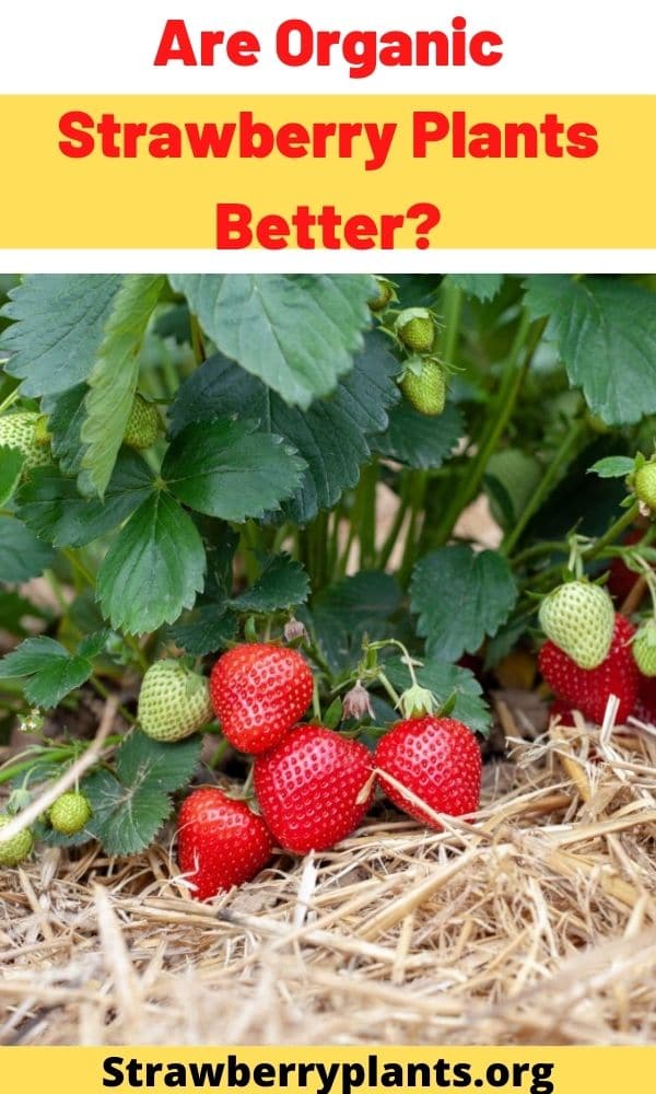 Are Organic Strawberry Plants Better?