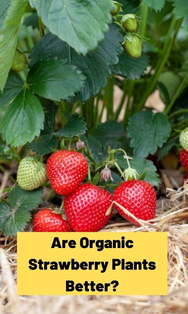 Are Organic Strawberry Plants Better?