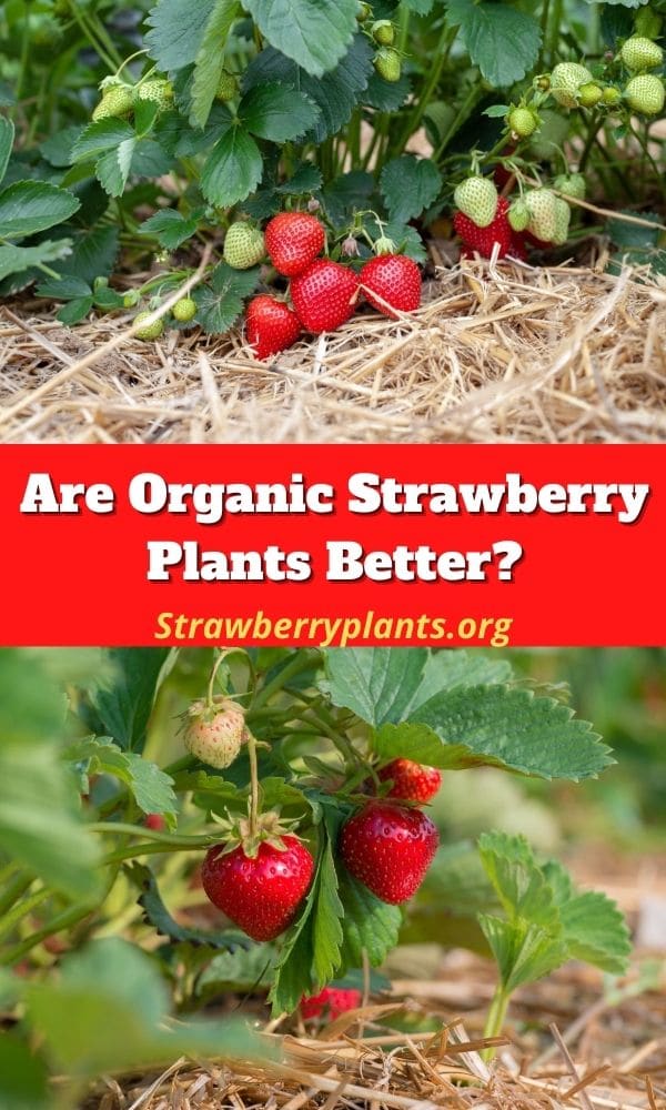 Are Organic Strawberry Plants Better?