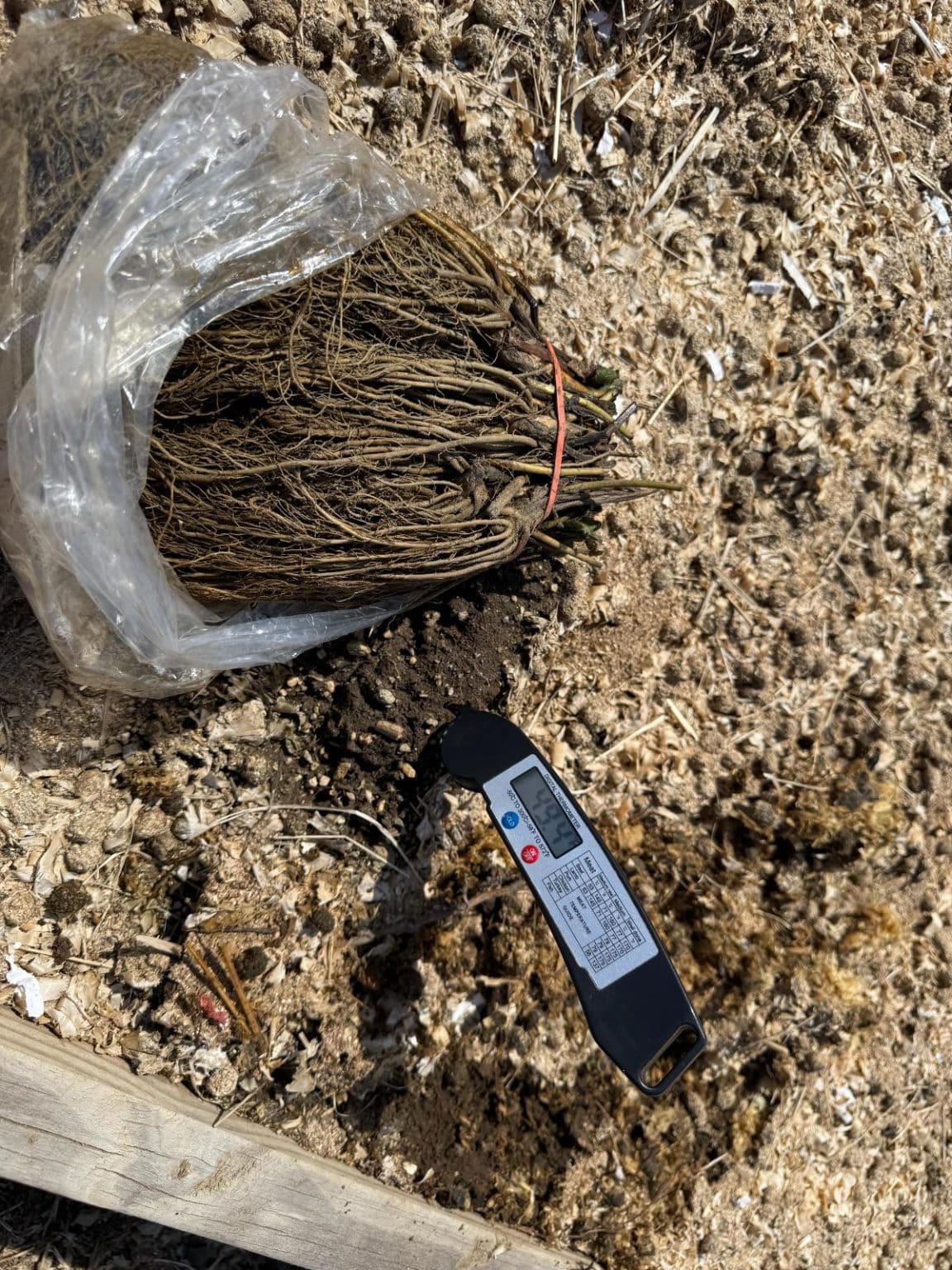 When Should You Plant Strawberries Outside? – Strawberry Plants