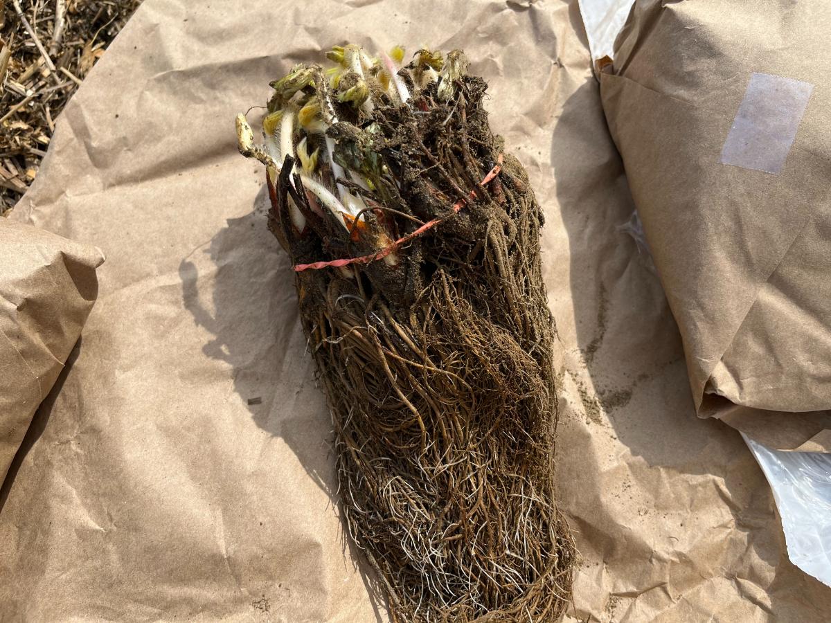 Bare root strawberries for fall planting