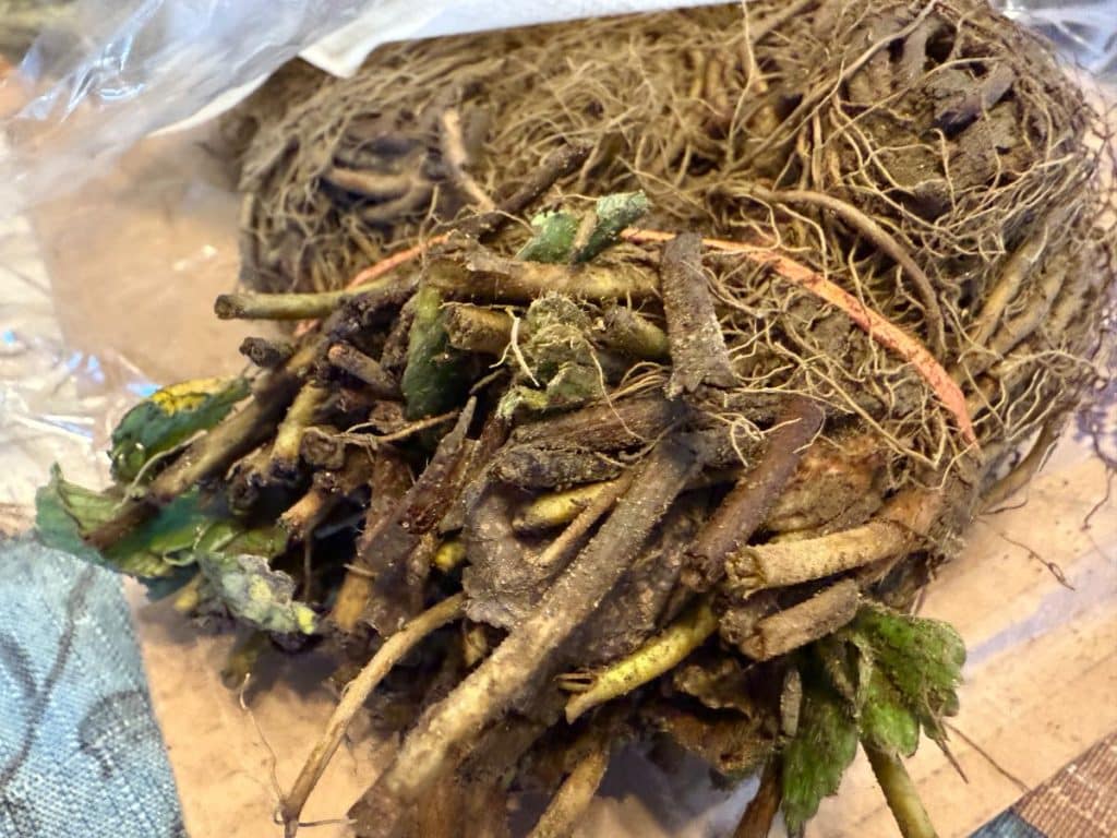 10 Reasons to Plant Strawberries from Bare-Root Plants – Strawberry Plants