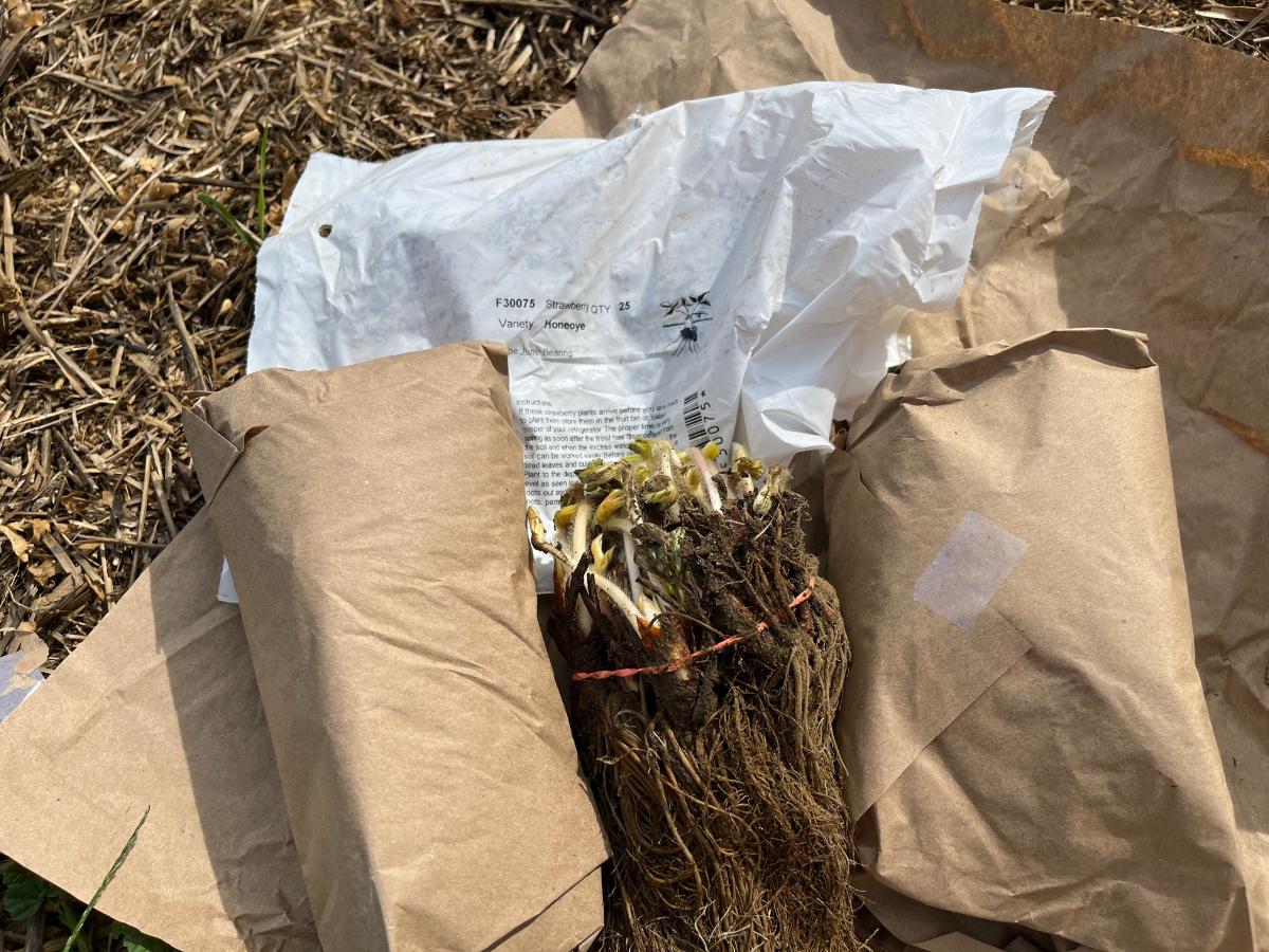 Strawberry plants ready to plant in the fall