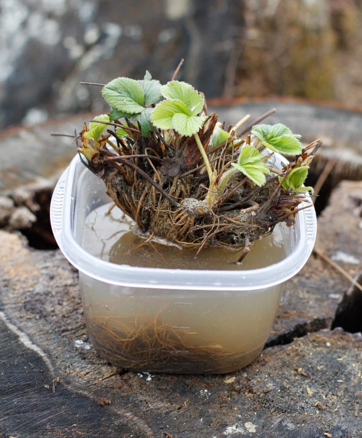 Soaking bare root strawberry plants