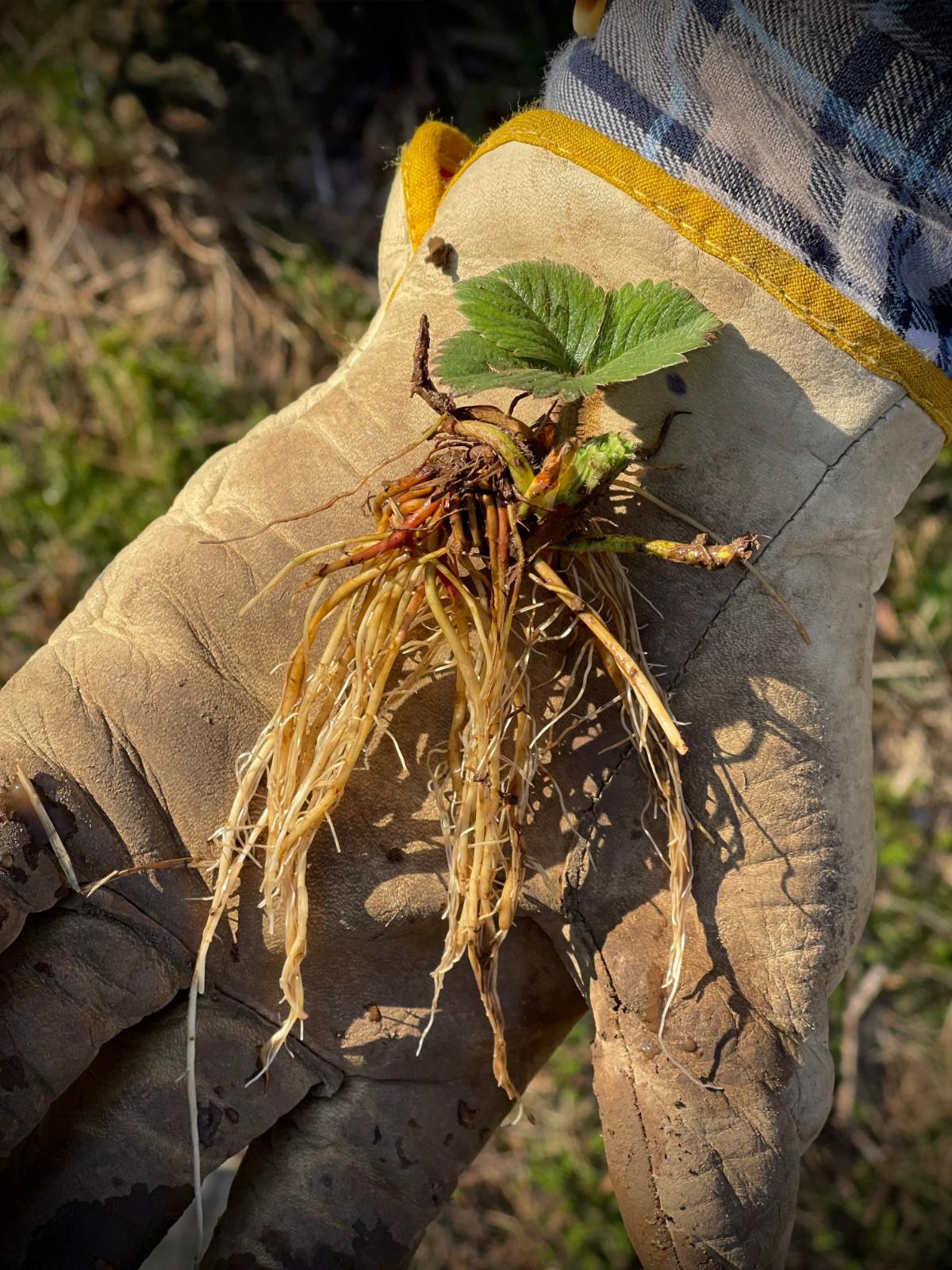 Rooted bare root strawberry plants