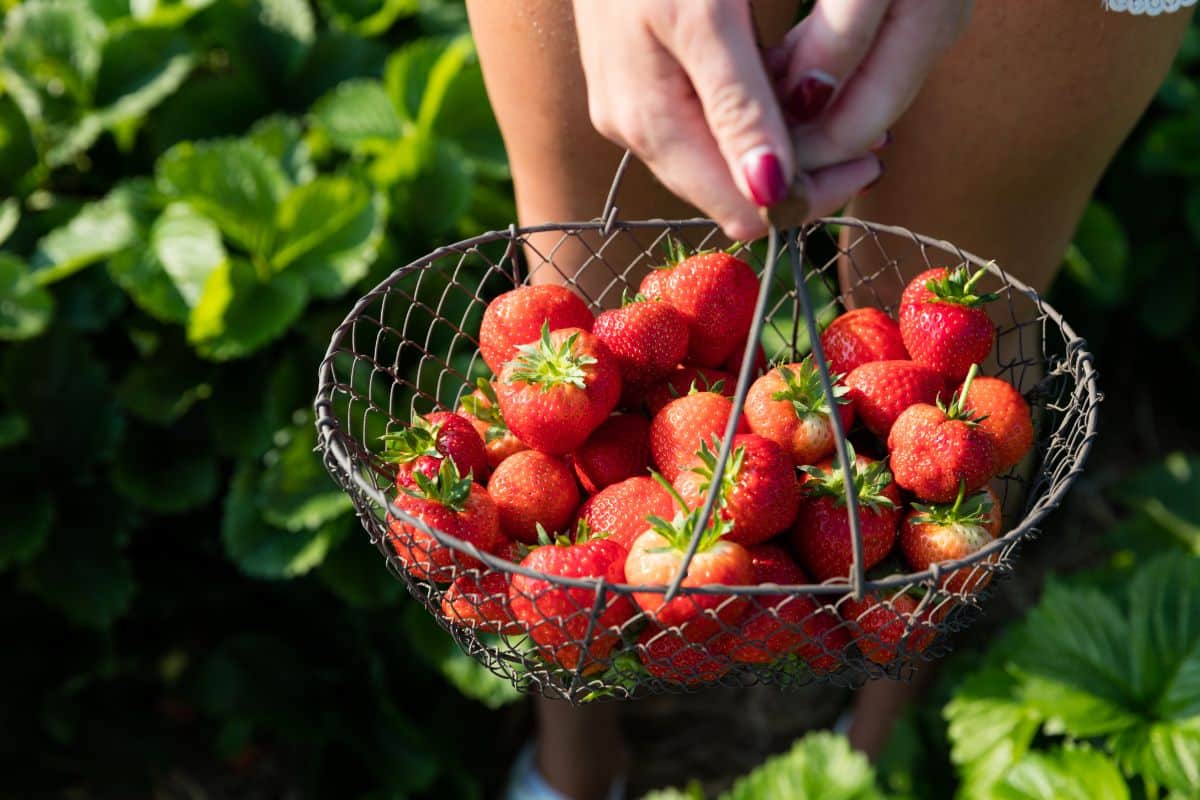 A basket of freshly picked strawberries