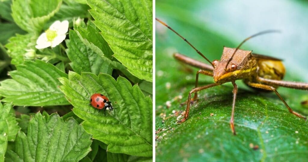 7 Pests You Ll Want In Your Strawberry Garden Strawberry Plants   Benefitial Bugs For Strawberry Garden Fb 1024x538 