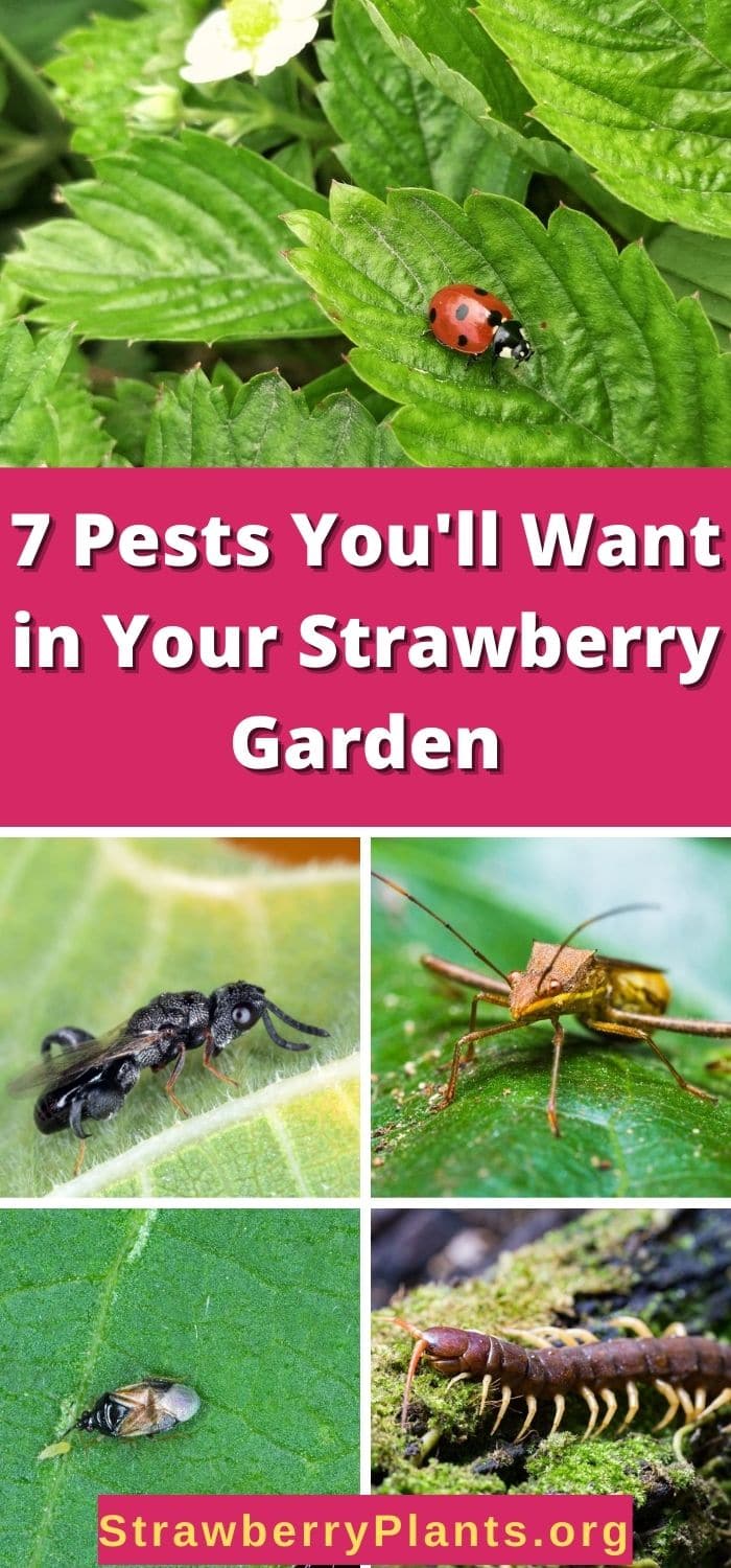 7 Pests You'll Want in Your Strawberry Garden – Strawberry Plants