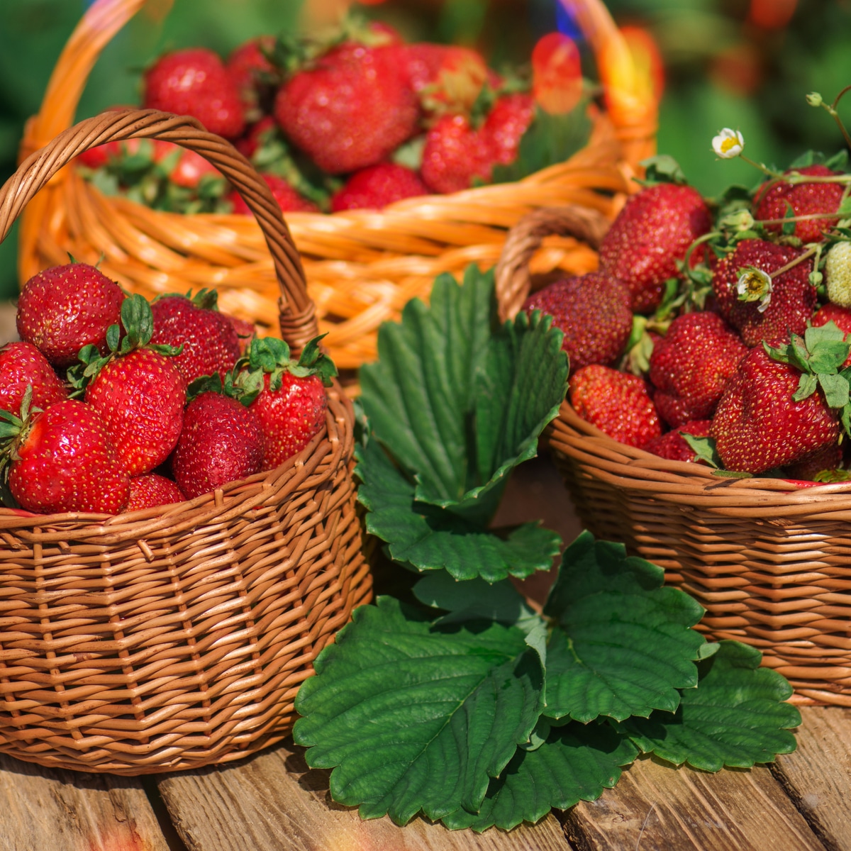 Three baskets full of ripe fresh strawberries
