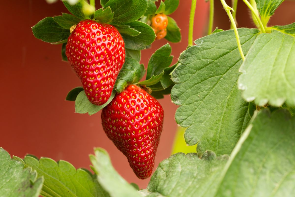 Close shot of strawberry plant with ripe fruits