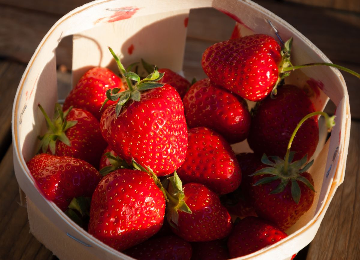 White bowl full of huge ripe strawberries