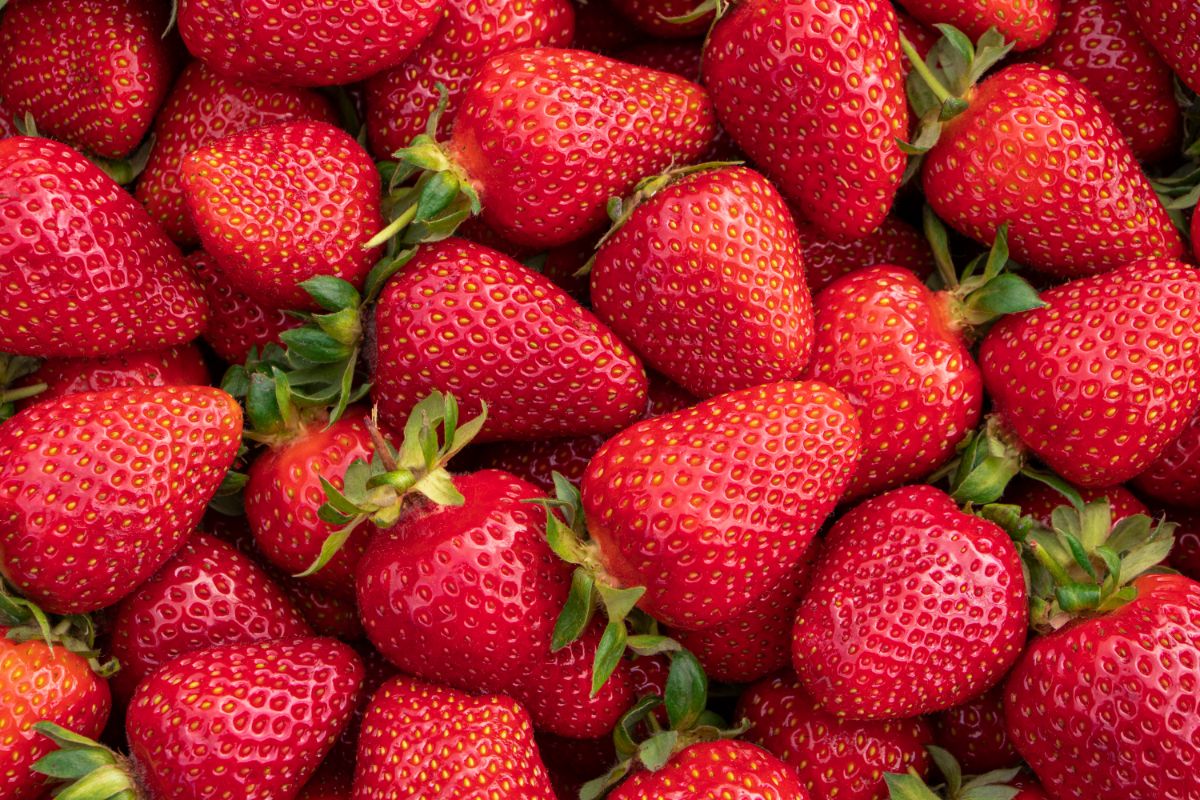 Bunch of ripe fresh strawberries