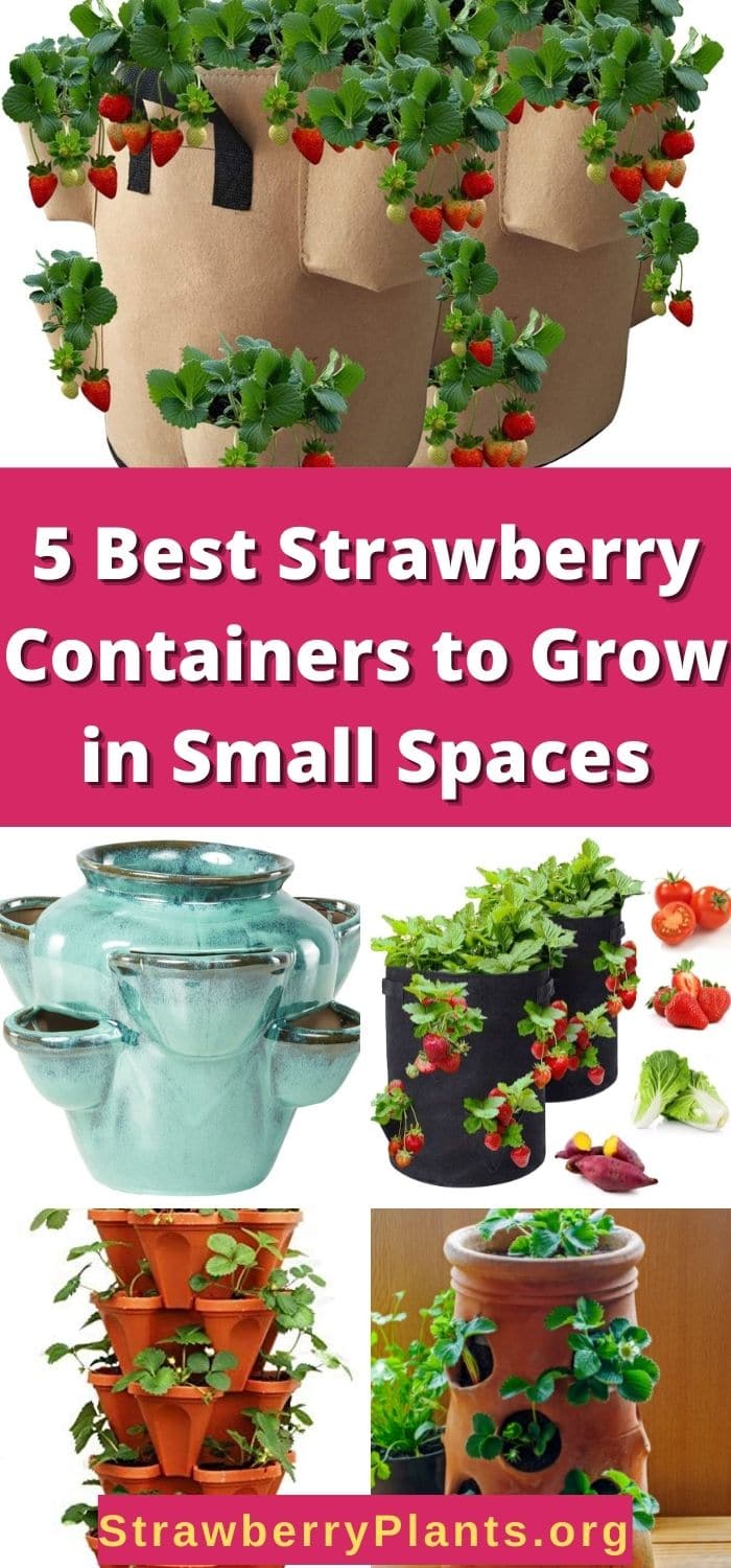 5 Best Strawberry Containers to Grow in Small Spaces Strawberry Plants